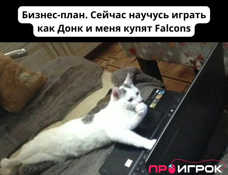 Бизнес-план. Сейчас научусь играть как Донк и меня купят Falcons